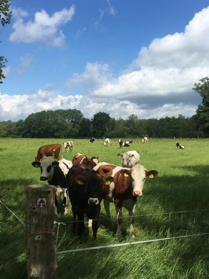De Steerne, Mooie Plek Aan Het Overijssels Kanaal. Schalkhaar 外观 照片